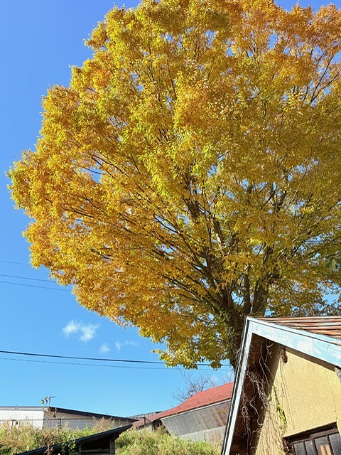 紅葉に彩られた馬淵川と町並み