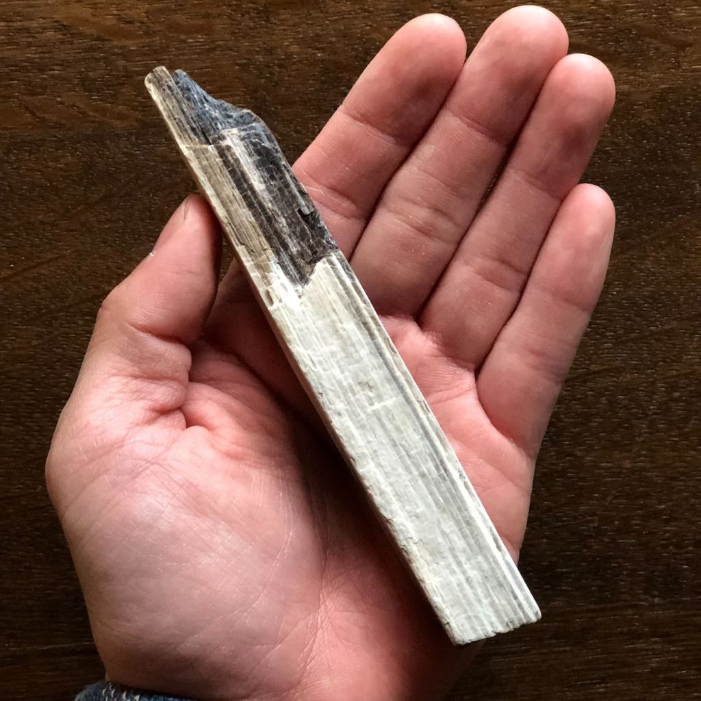 手のひらに載せた、白く細長い珪化木のかけら